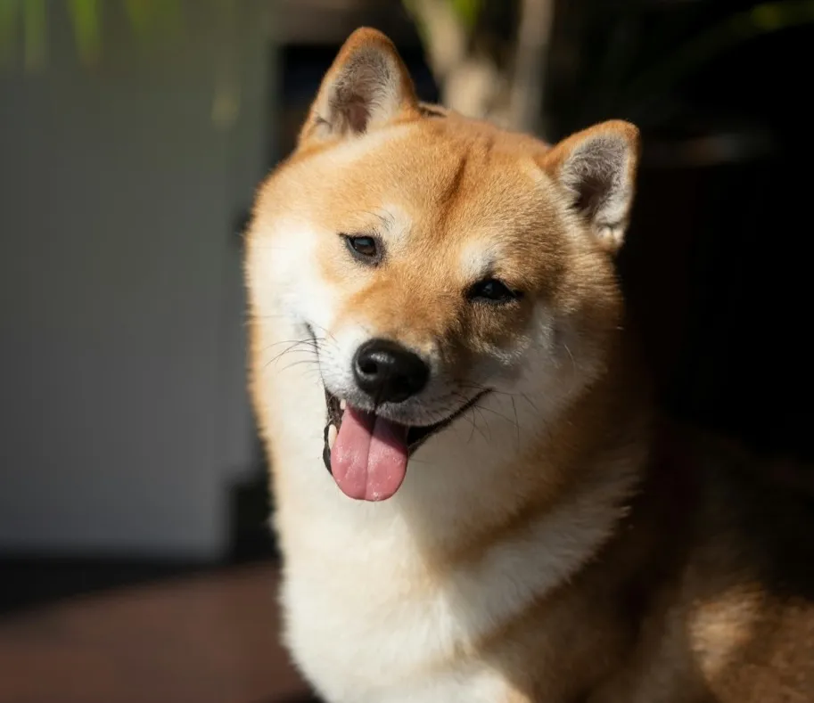 A Shiba Inu is looking at the camera.