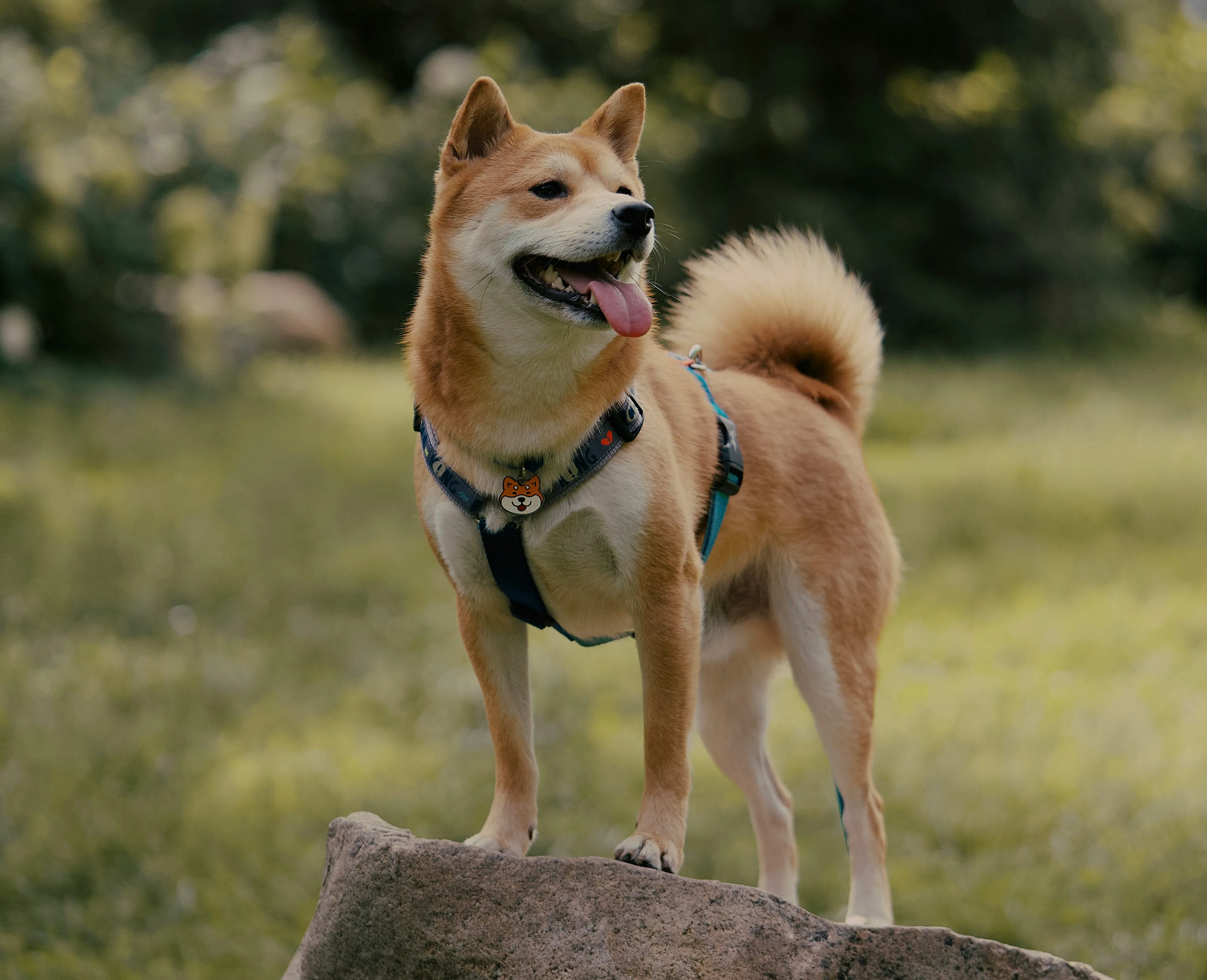 A Shiba Inu is standing on a rock.