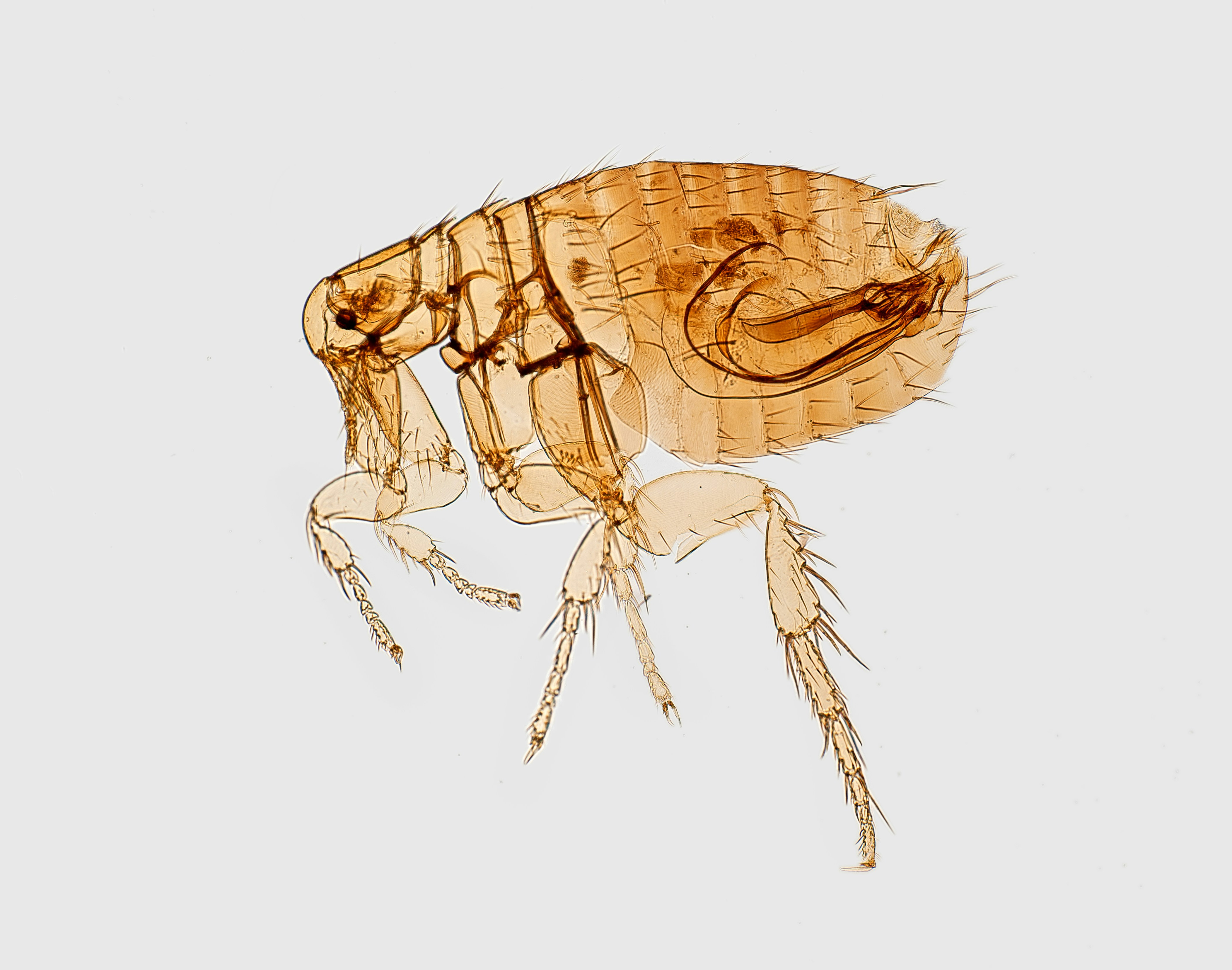 Picture of a flea