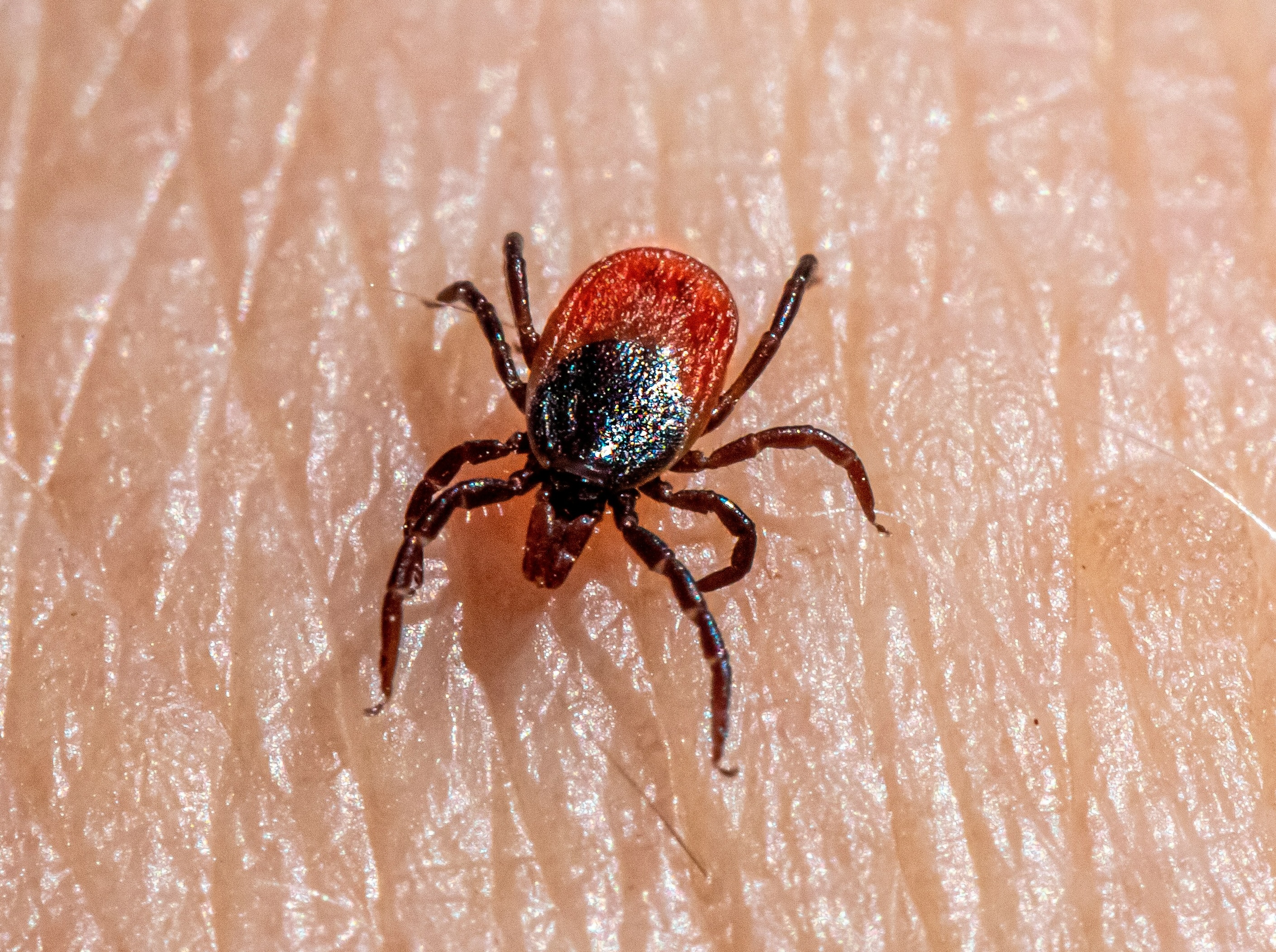 Picture of a tick