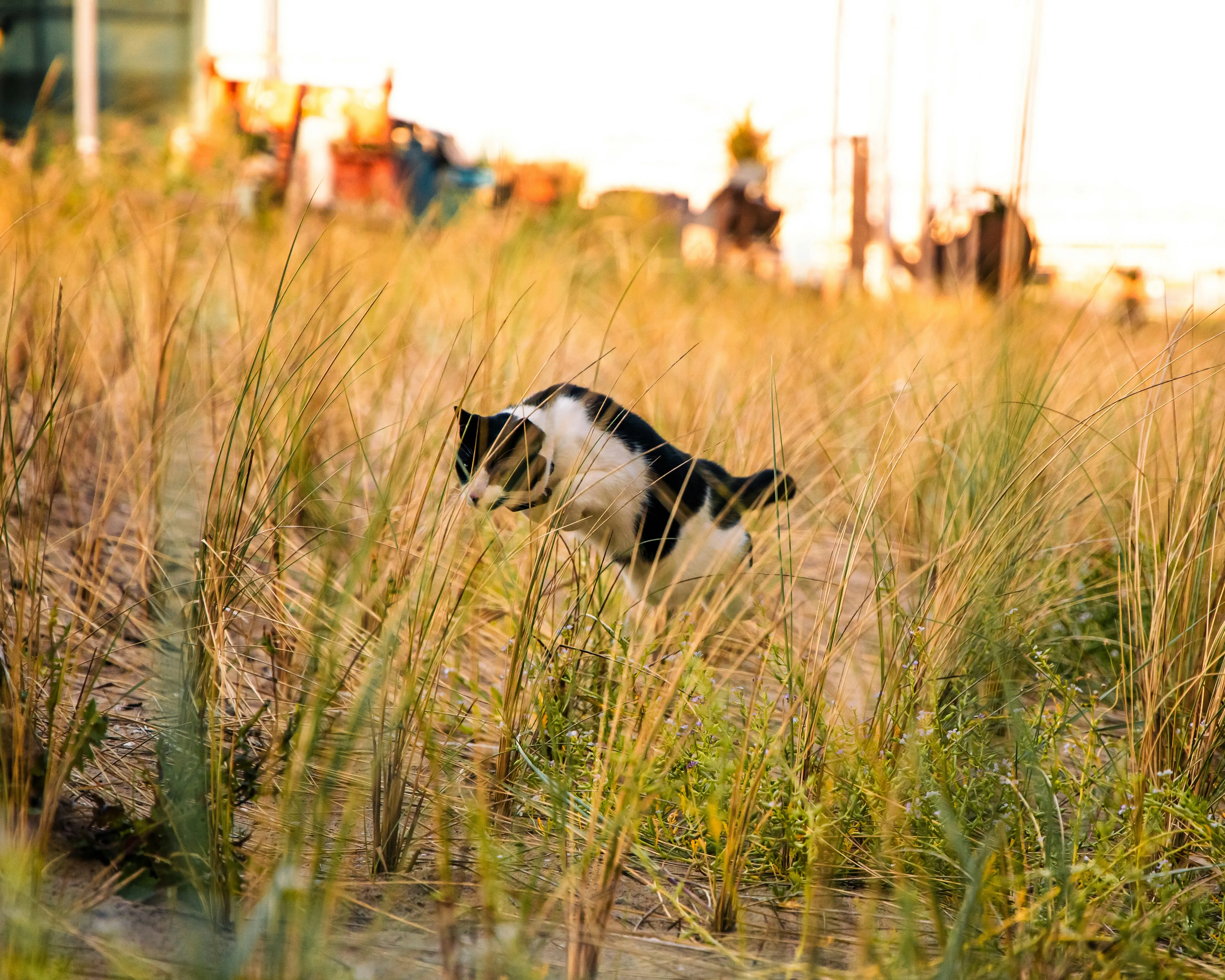 A cat hunting. 