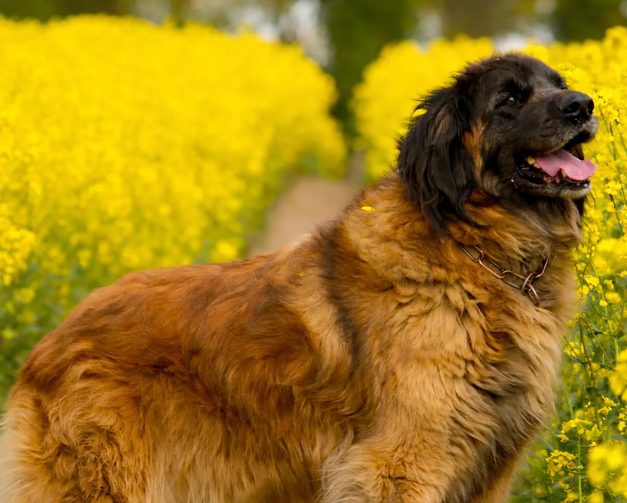 A Leonberger is standing in a field of flowers.