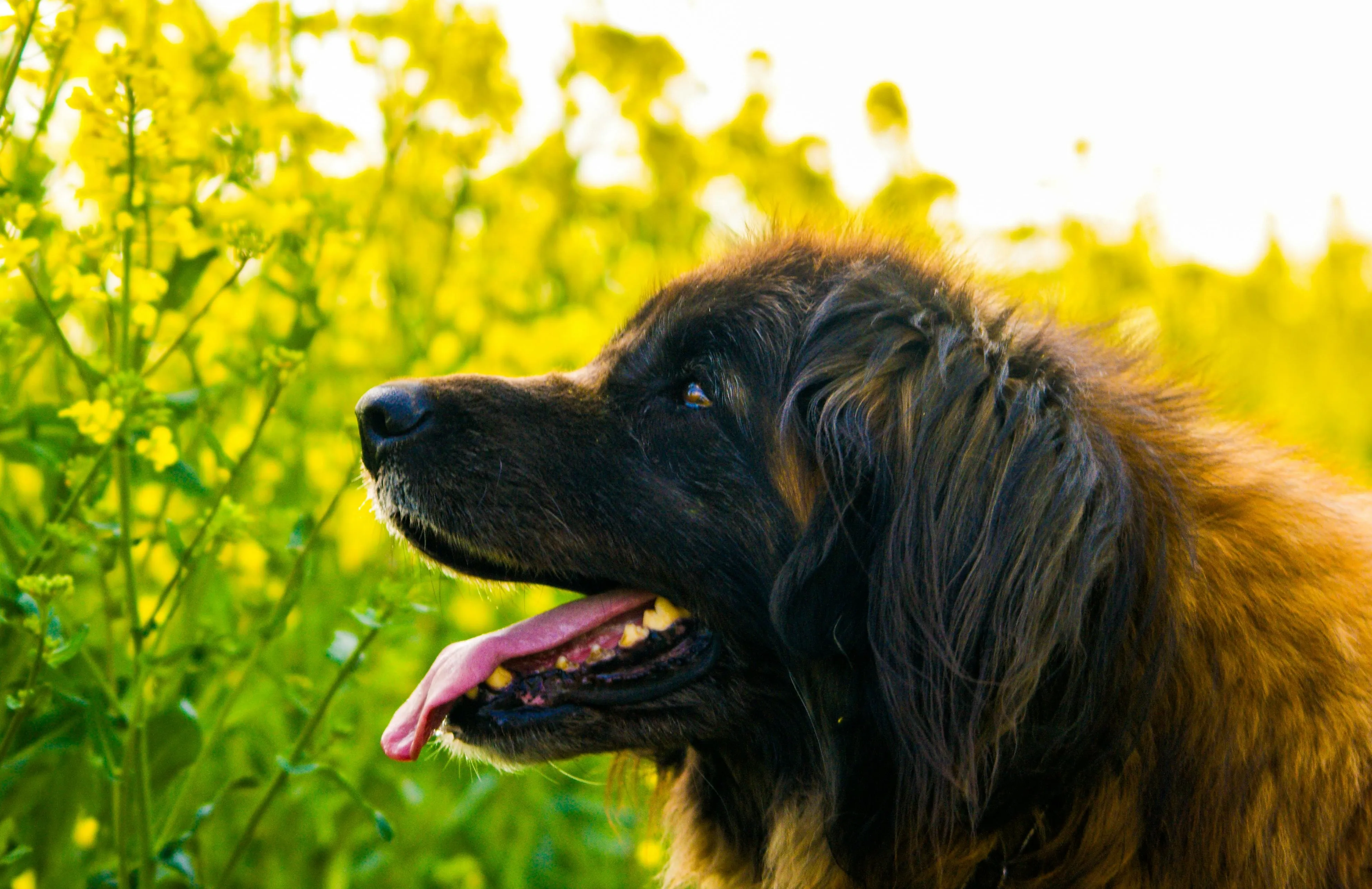 A Leonberger seen from the side.