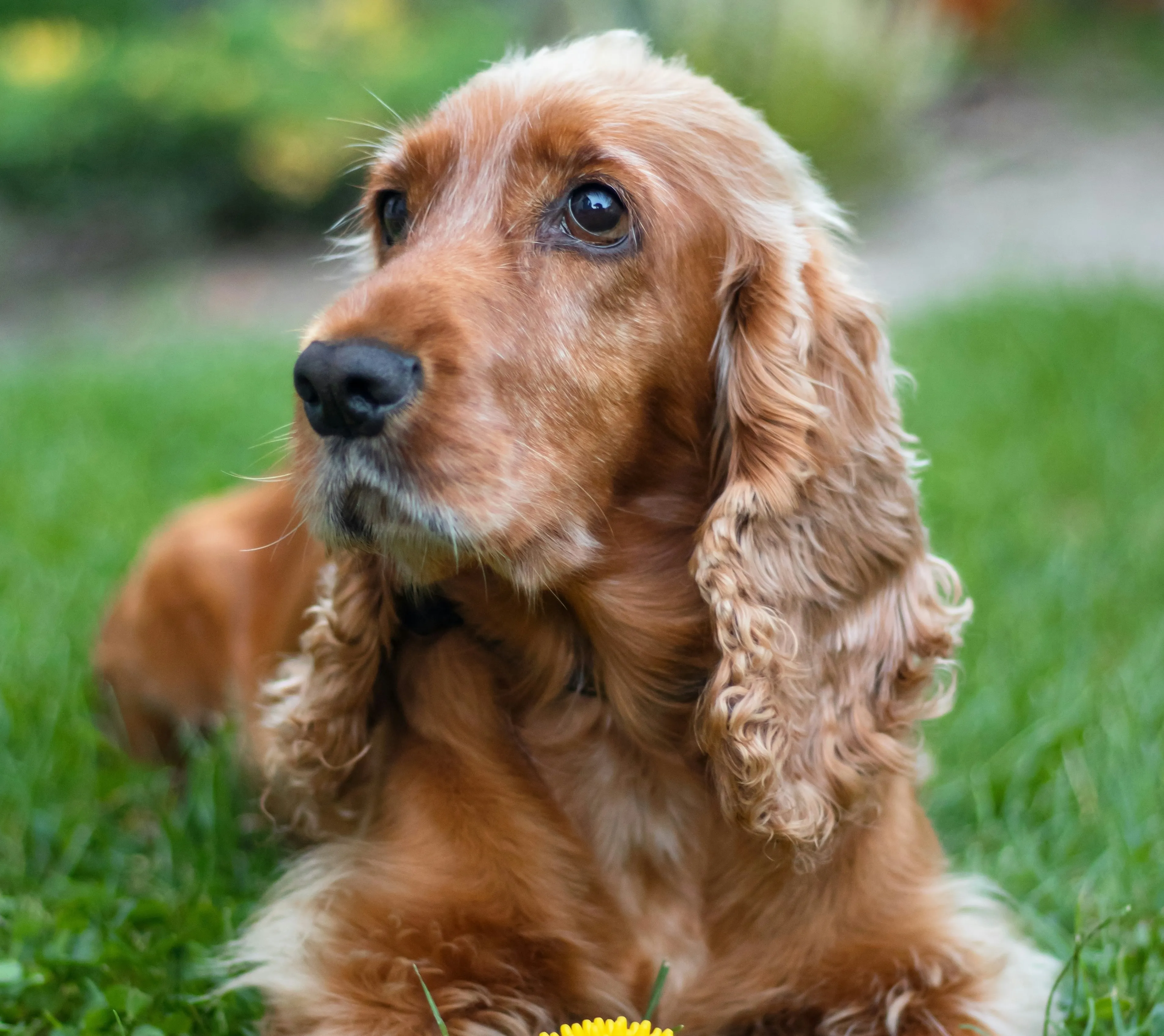 A Cocker Spaniel is lying in the meadow.