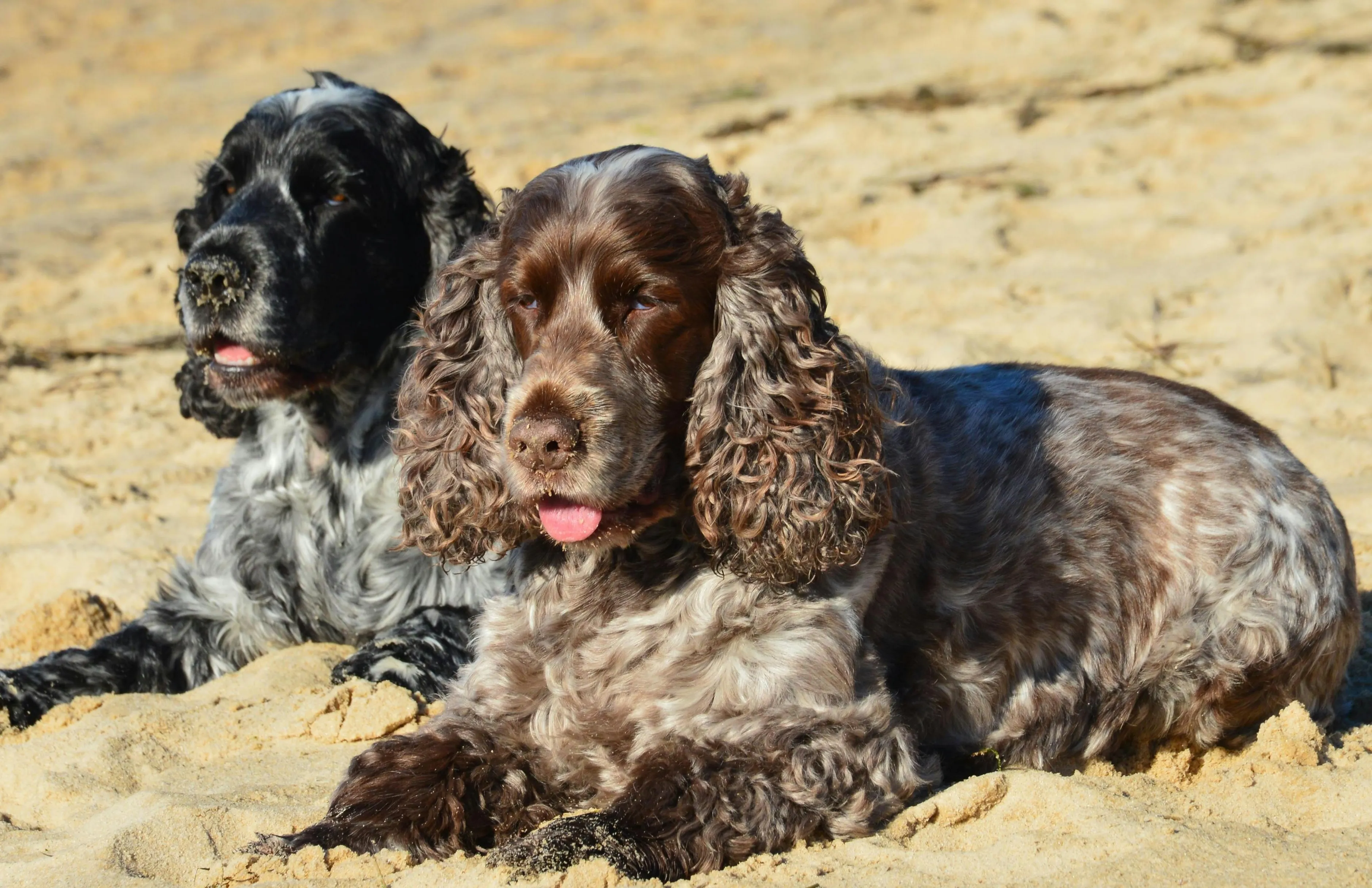 Two Cocker Spaniels are lying on the beach.