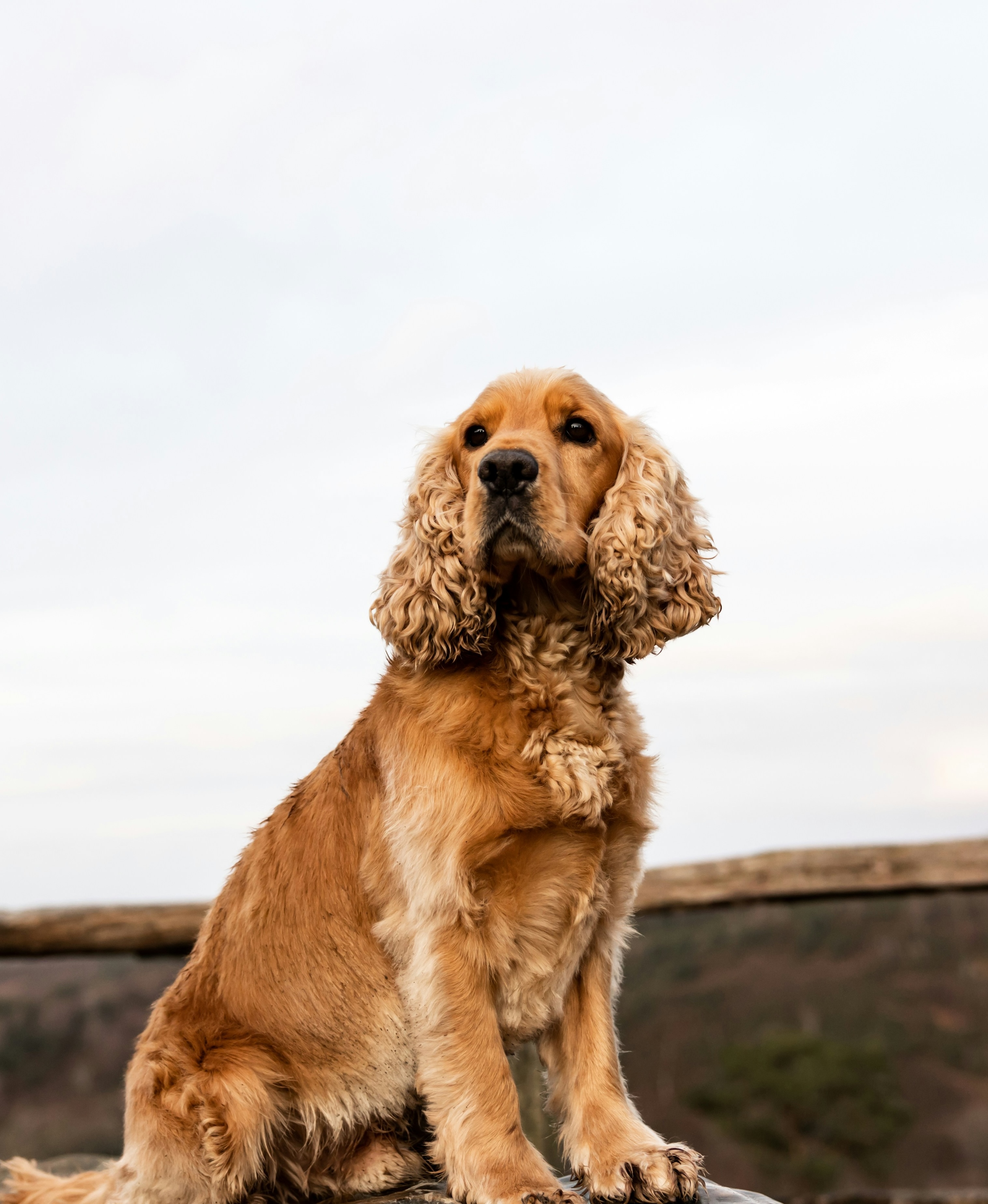 Hund springt ins Wasser