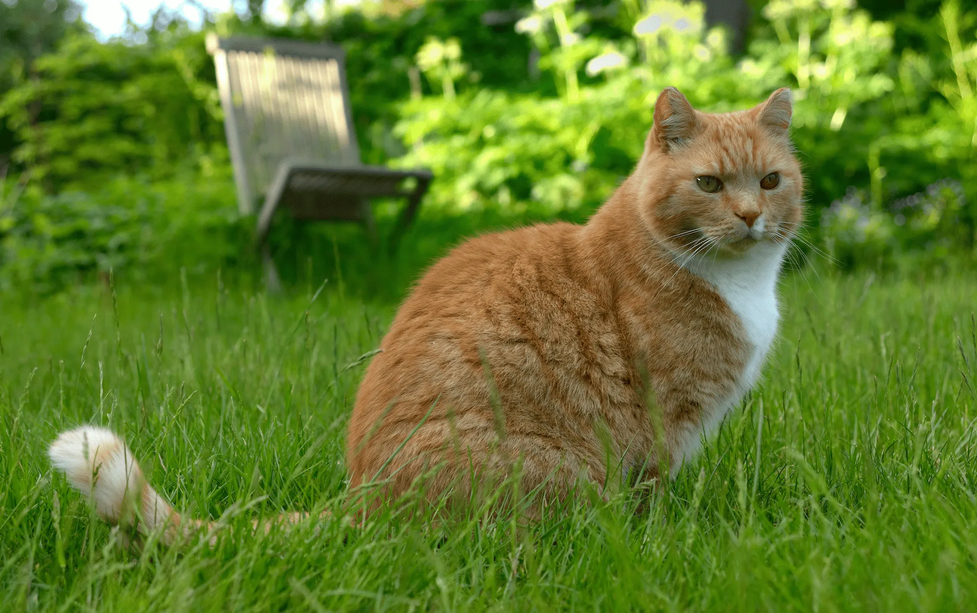 A cat is sitting outside on the lawn.