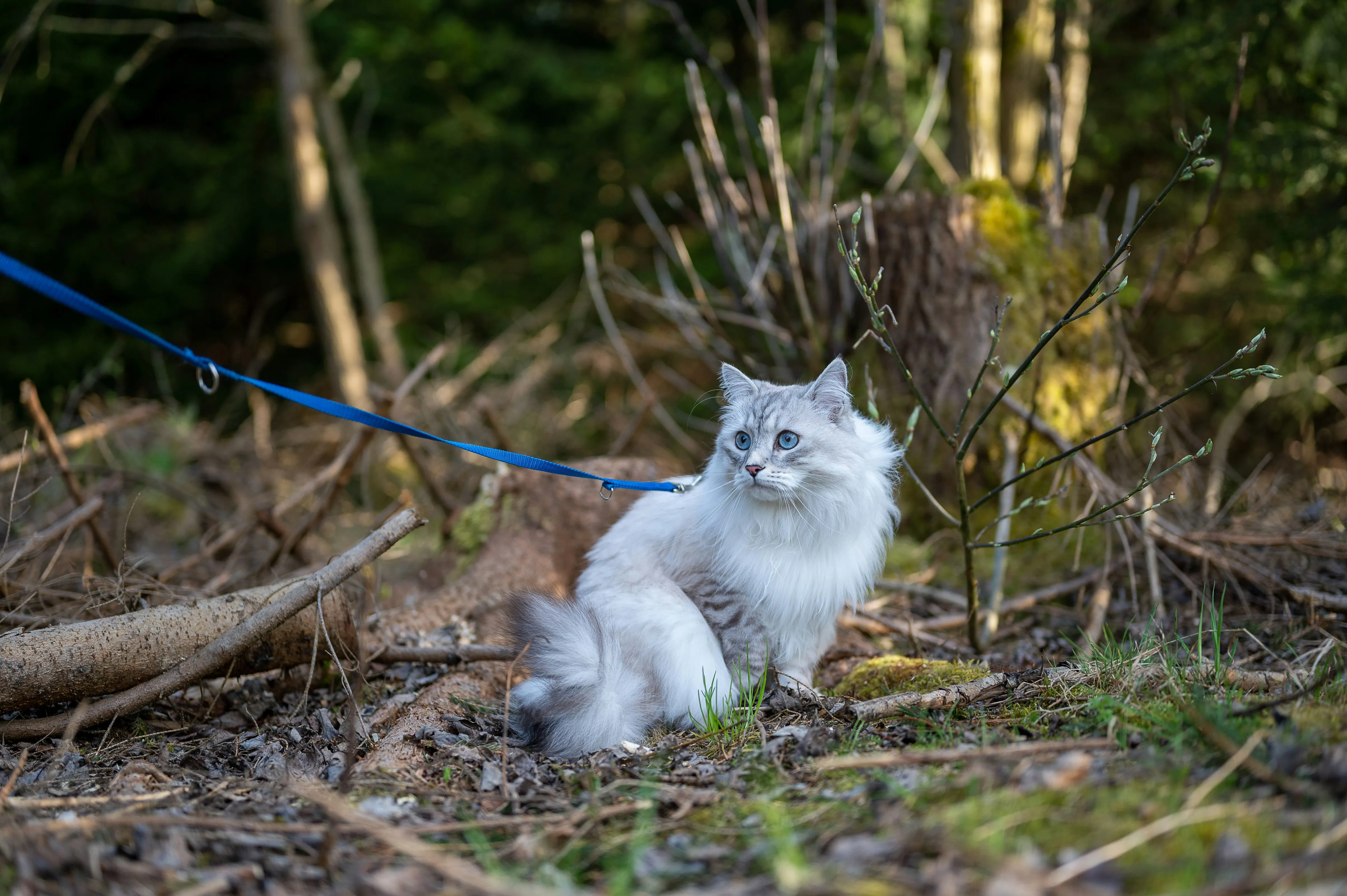 A cat is being walked on a leash in the woods