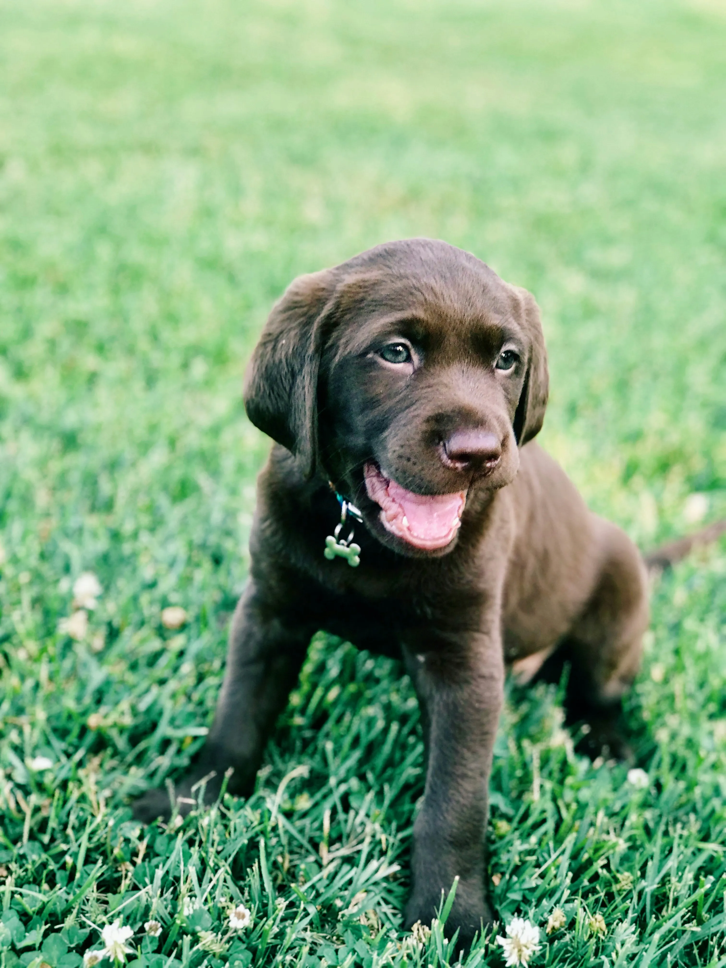 Un chiot labrador est assis dans l'herbe, la gueule ouverte