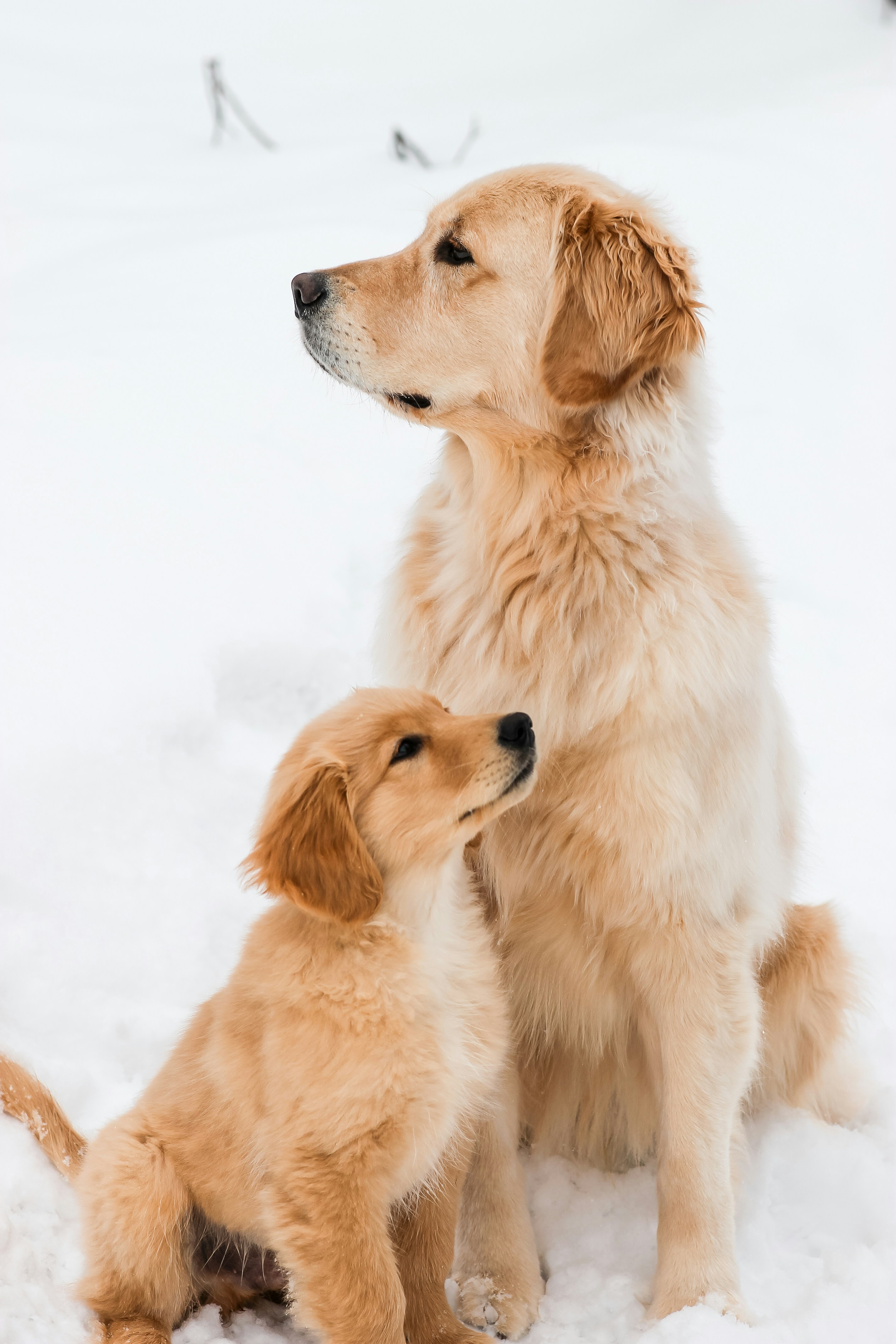 Golden Retriever Hündin mit Welpe