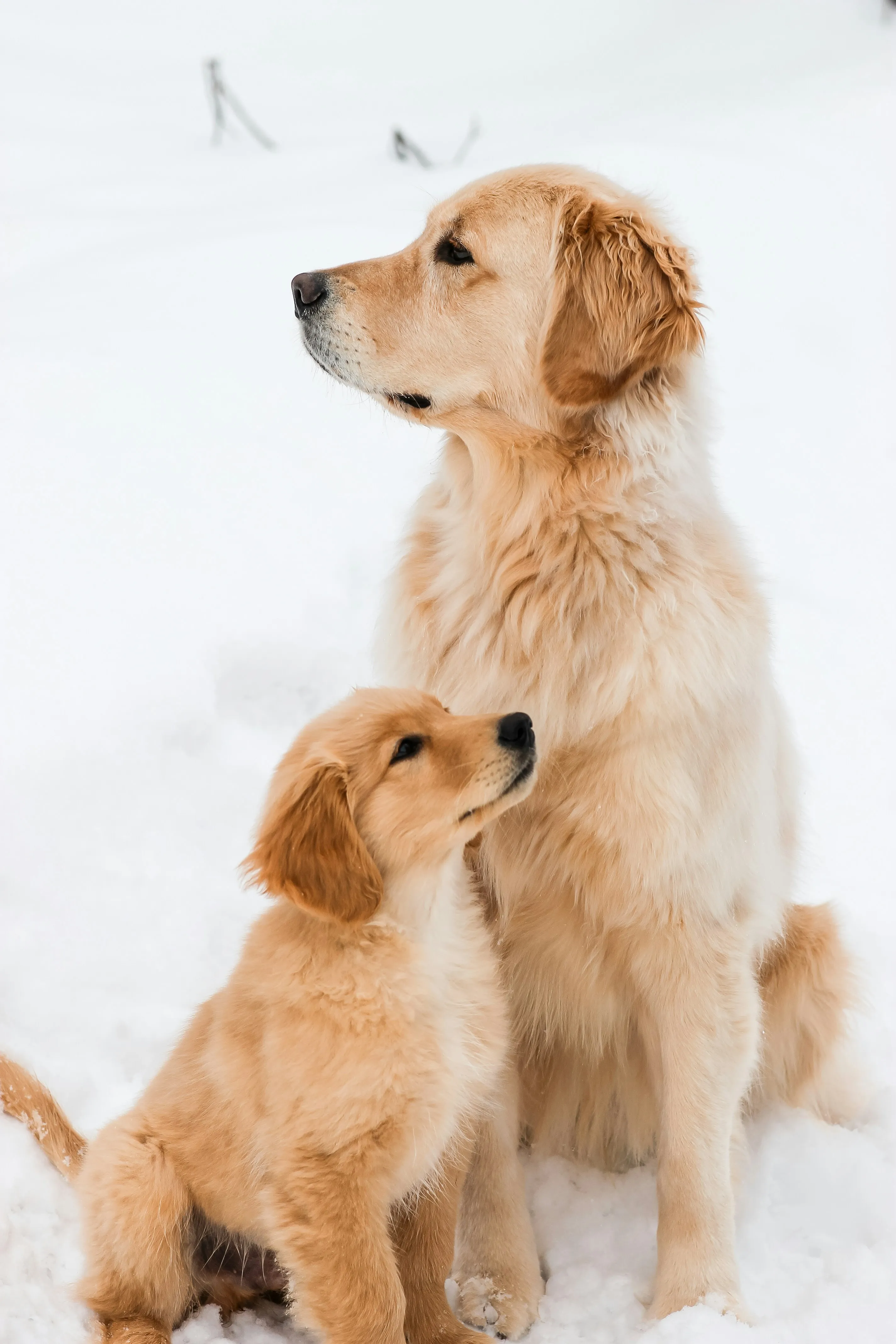 Une chienne Golden Retriever avec son chiot