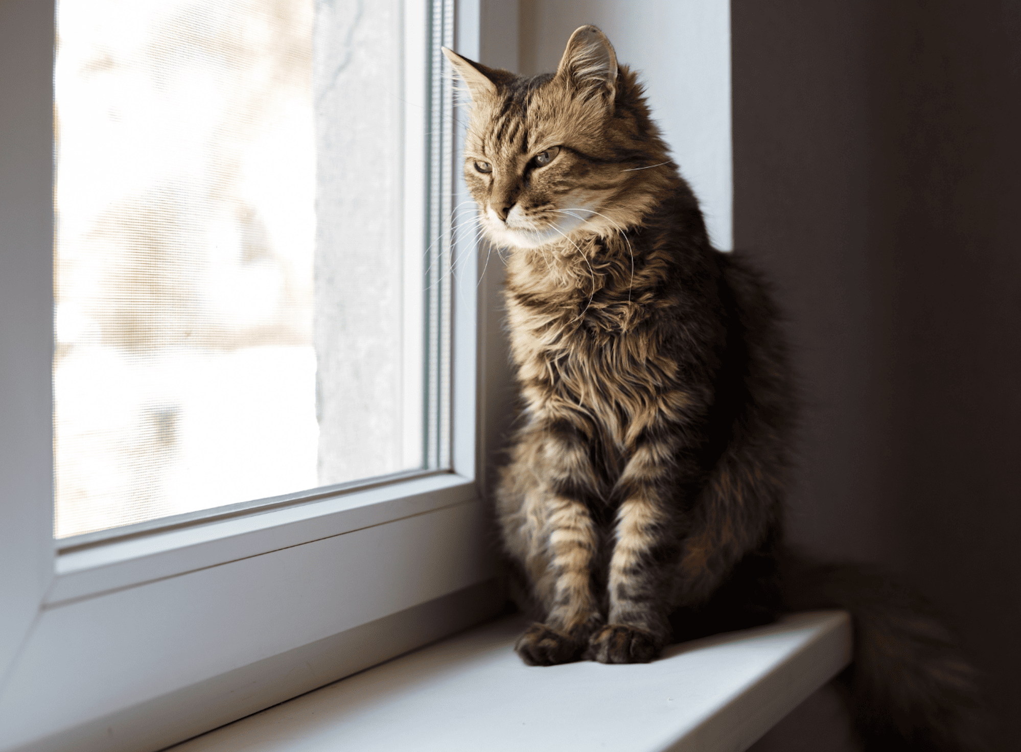 Katze schaut aus dem Fenster