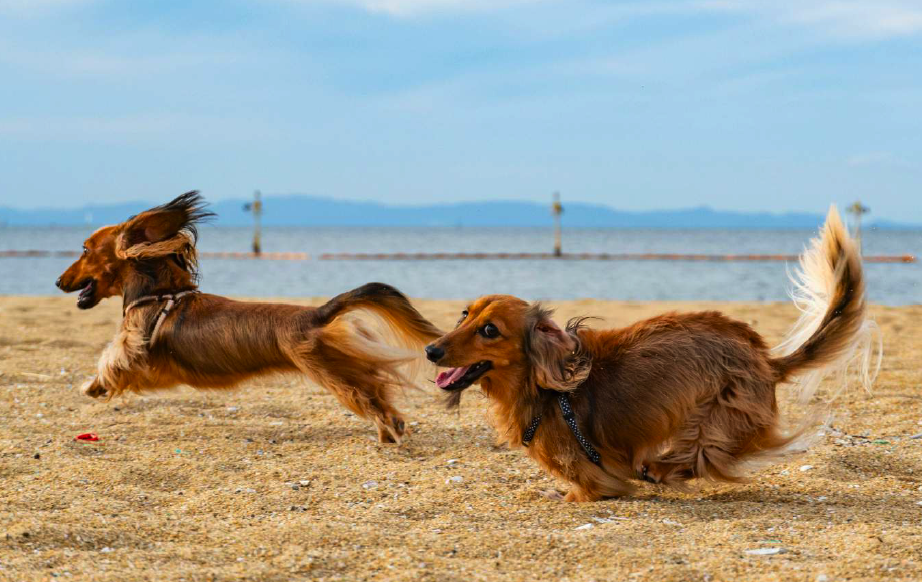 Zwei Dackel spielen zusammen am Strand