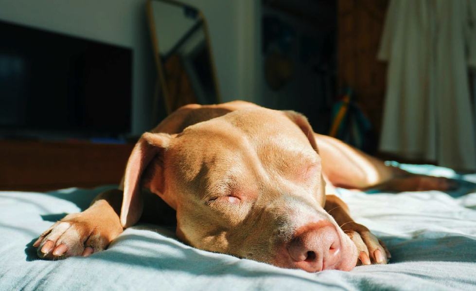 Nach der körperlichen Auslastung, schläft der Hund auf dem Bett im Sonnenlicht.