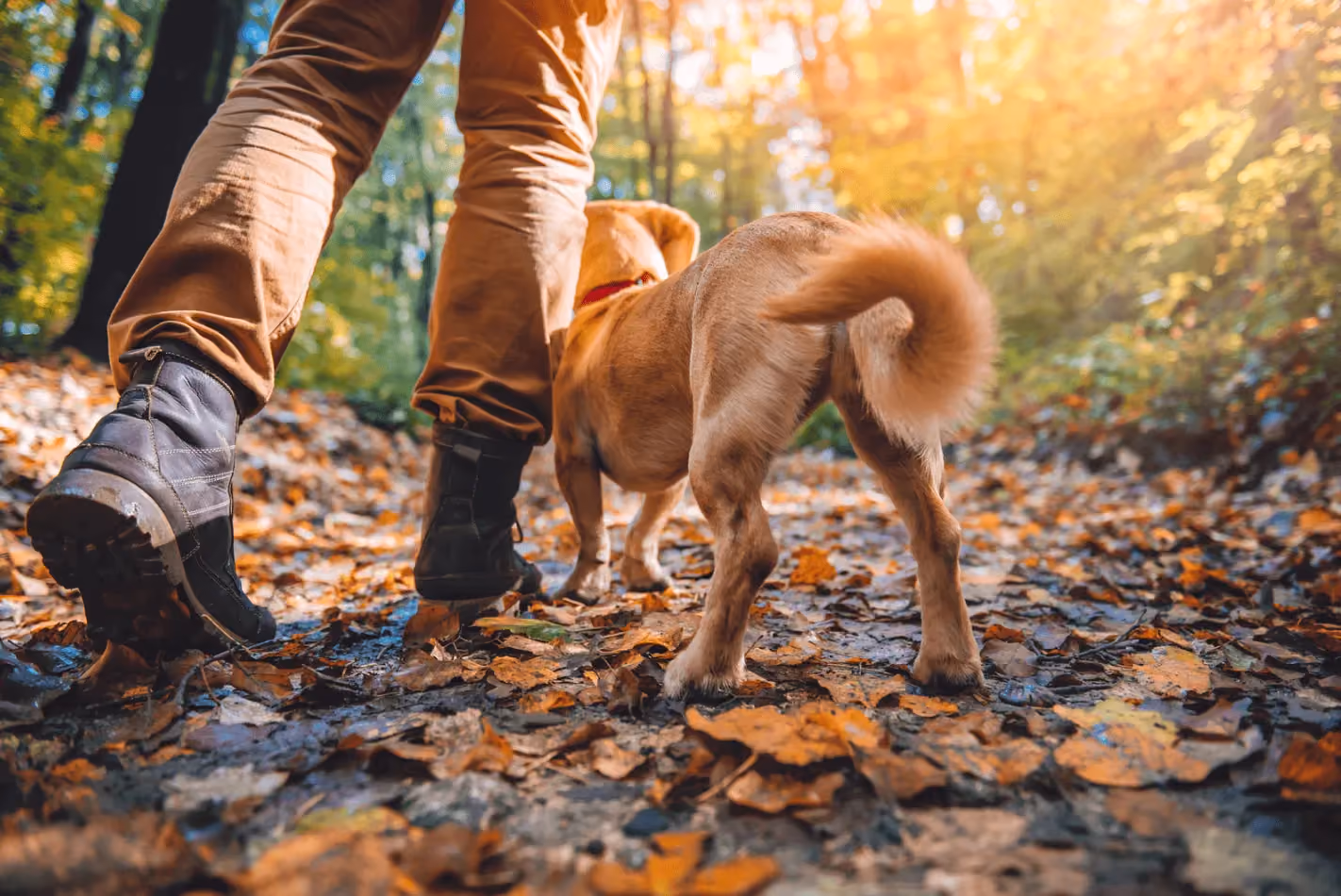 Un chien se jette à l'eau