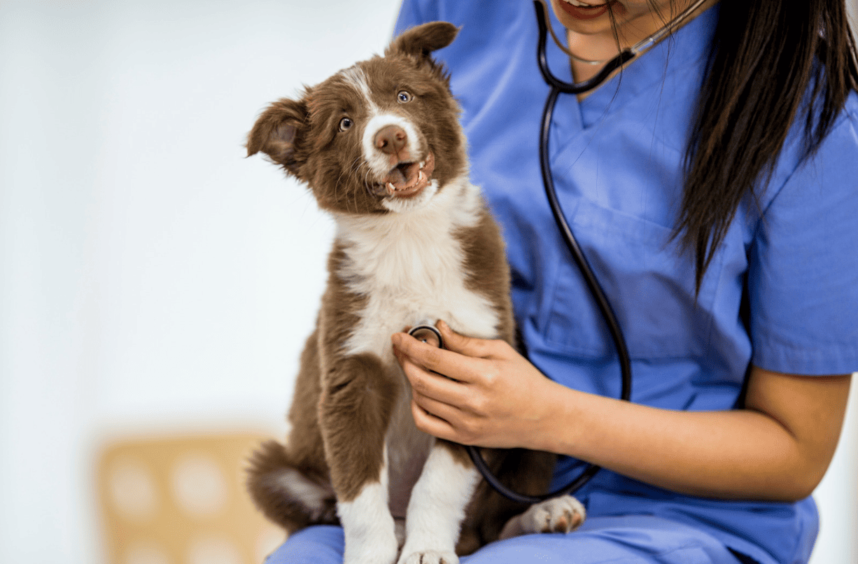 Border Collie Welpe beim Tierarzt