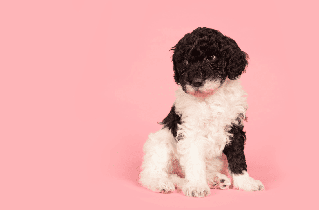 Australian Labradoodle Welpe