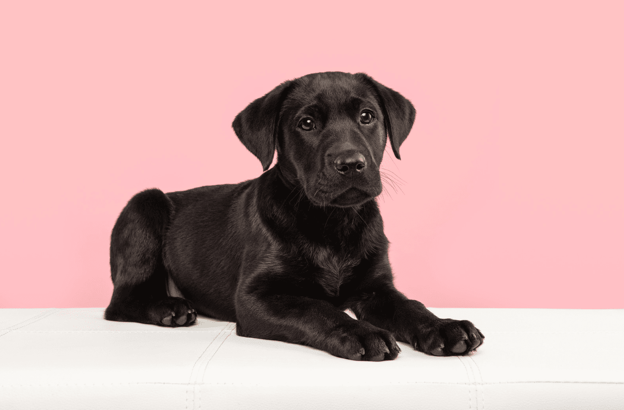 Schwarzer Labrador Retriever Welpe