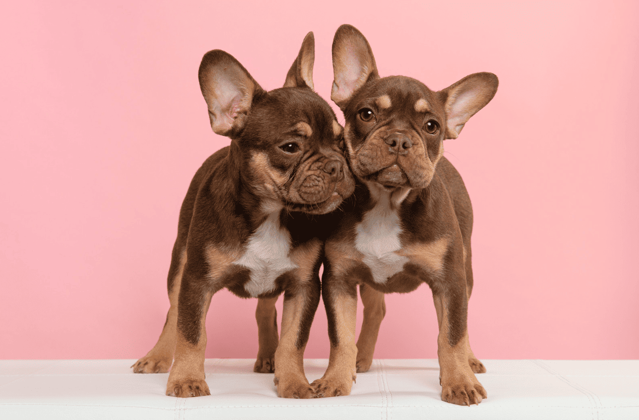 Zwei Frenchie Welpen
