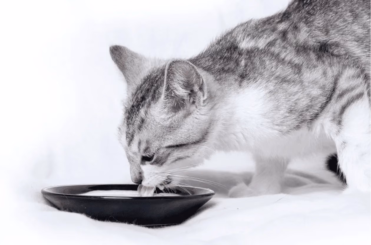 Un chat boit dans un bol d'eau