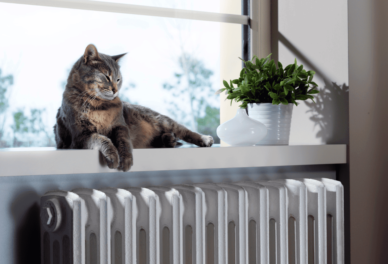 Katze liegt über dem Heizkörper