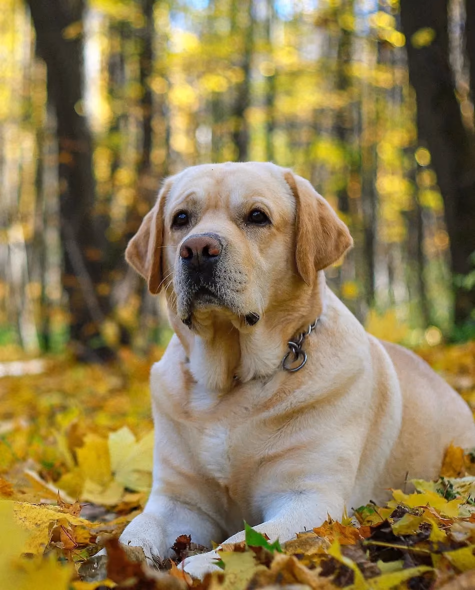Un chien se jette à l'eau