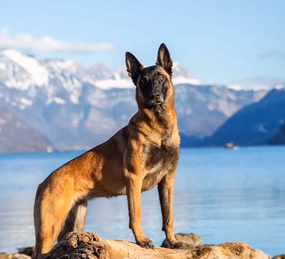 Hund springt ins Wasser