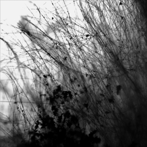 Close-up of numerous thin, overlapping white strands or fibers against a dark background.