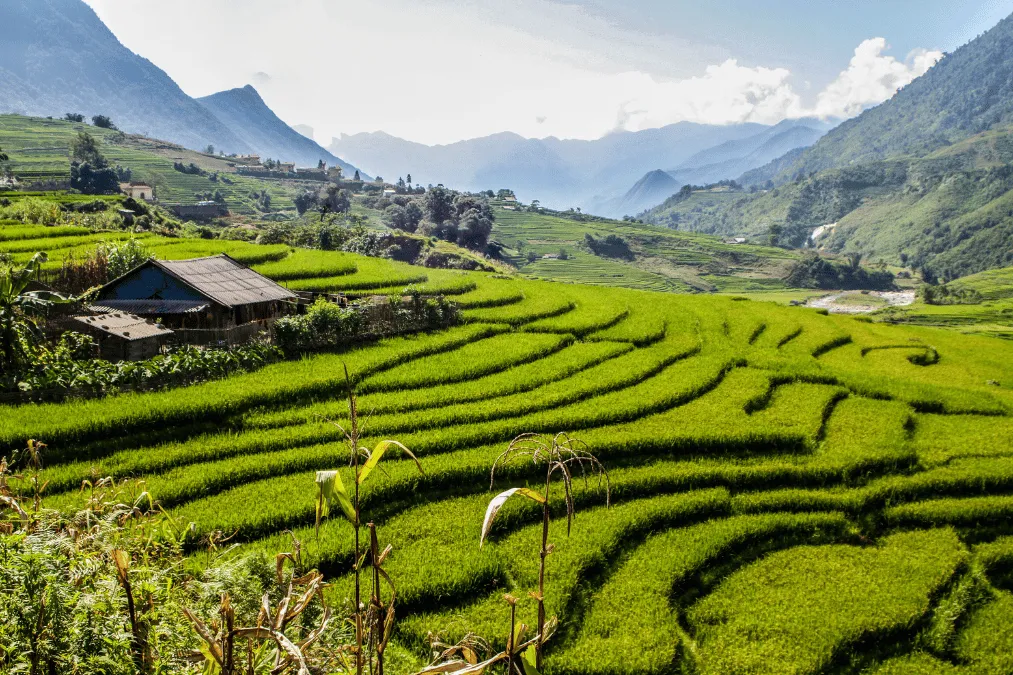 Scenic view of Muong Hoa Valley in Sapa with lush green rice terraces and mountain backdrop.