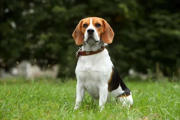 A tricolor beagle wearing a brown leather collar sits in a grassy field outdoors.