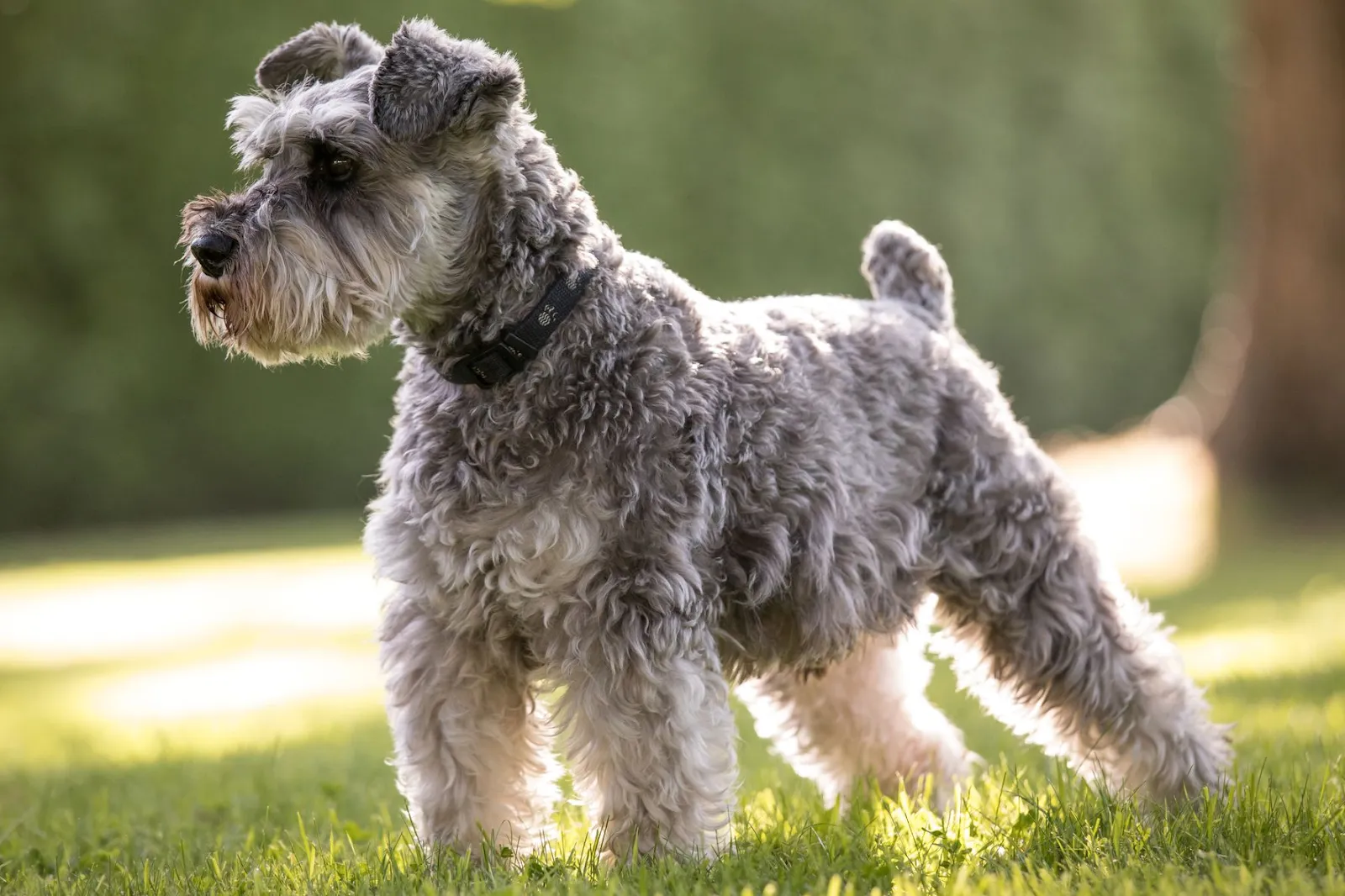 A grey miniature schnauzer with a black collar stands alert on a green grassy lawn.