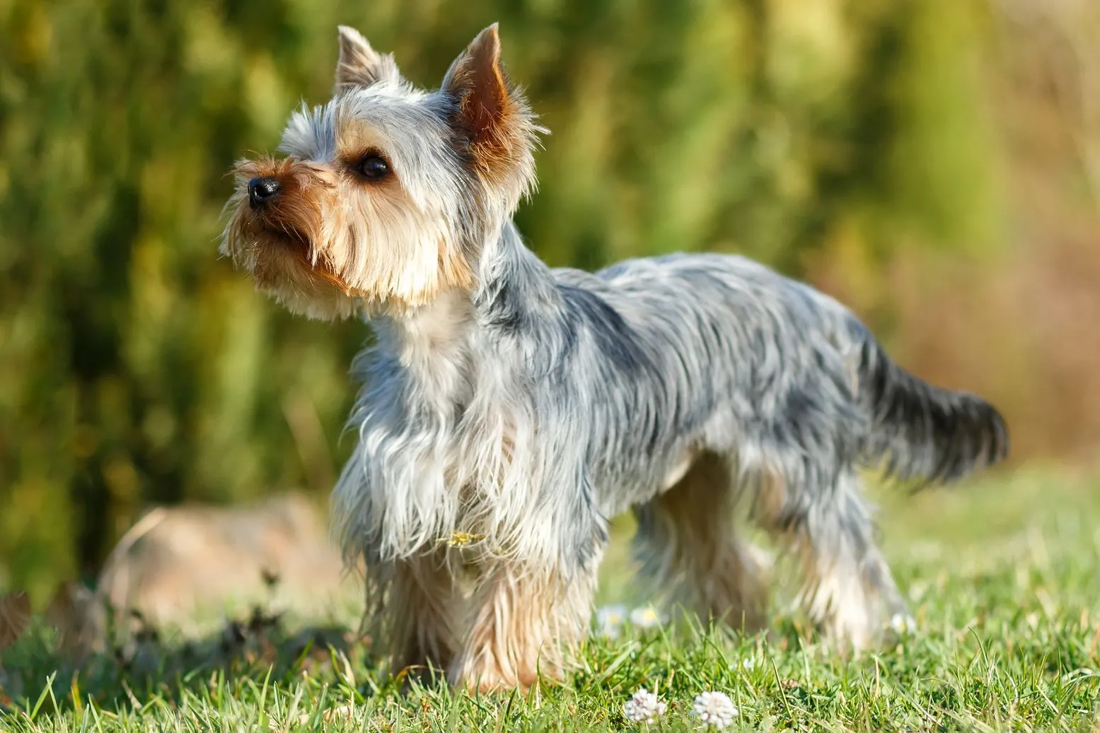 A small Yorkshire Terrier with long tan and grey fur standing in a grassy field.
