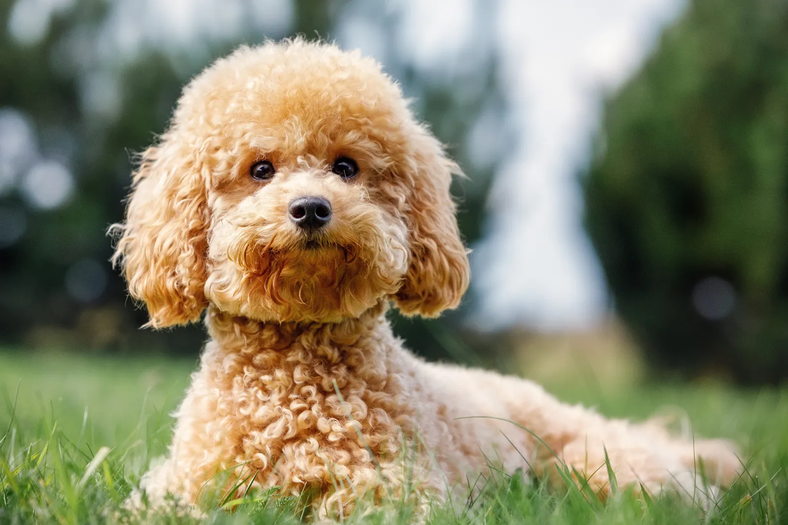 A fluffy apricot poodle sits calmly in a grassy field, looking directly at the camera.