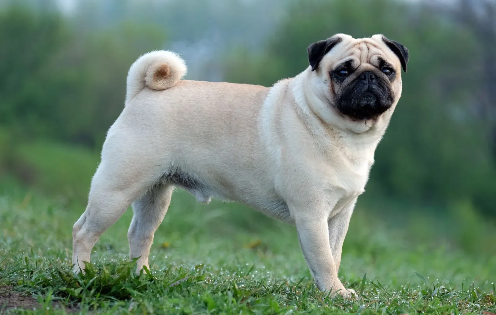 A fawn pug with a black muzzle stands alert on a grassy field outdoors.