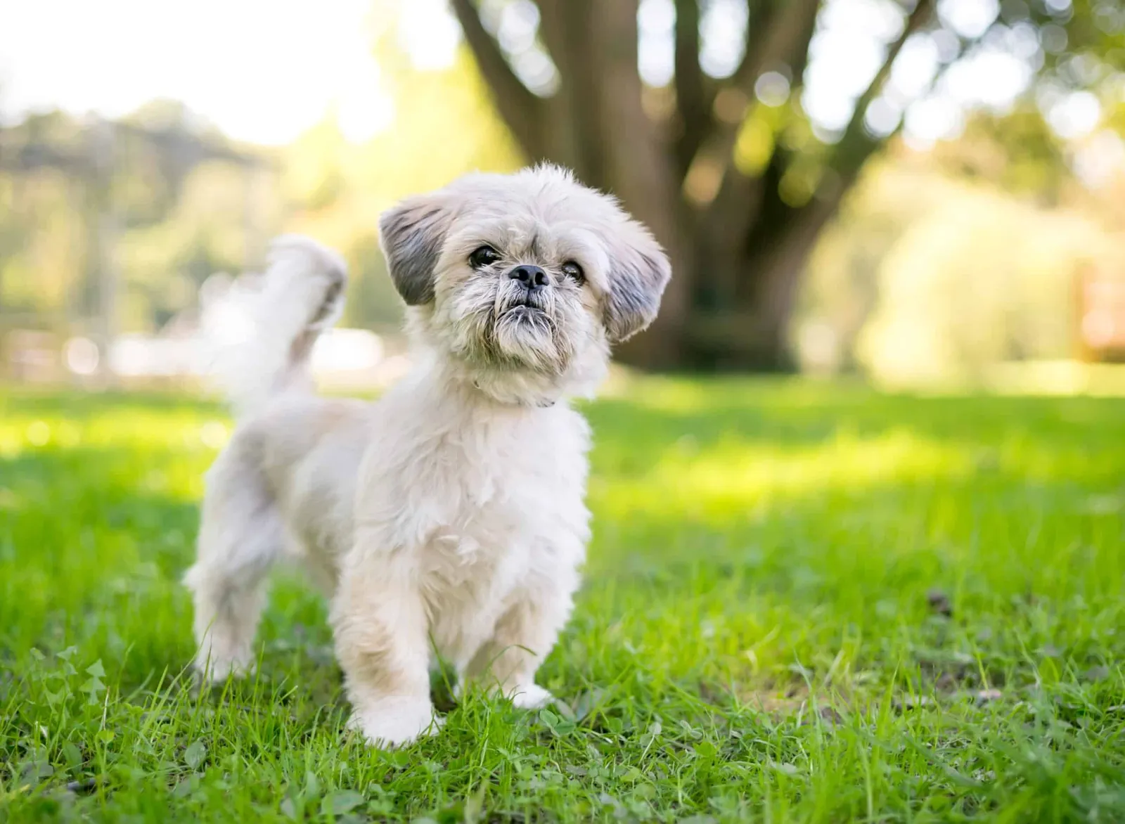 A small, fluffy, light-colored Shih Tzu dog stands alert on a bright green grassy lawn outdoors.