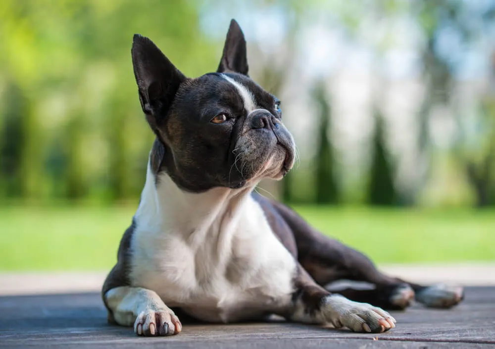 A black and white Boston Terrier lies on a wooden surface against a blurred green background.