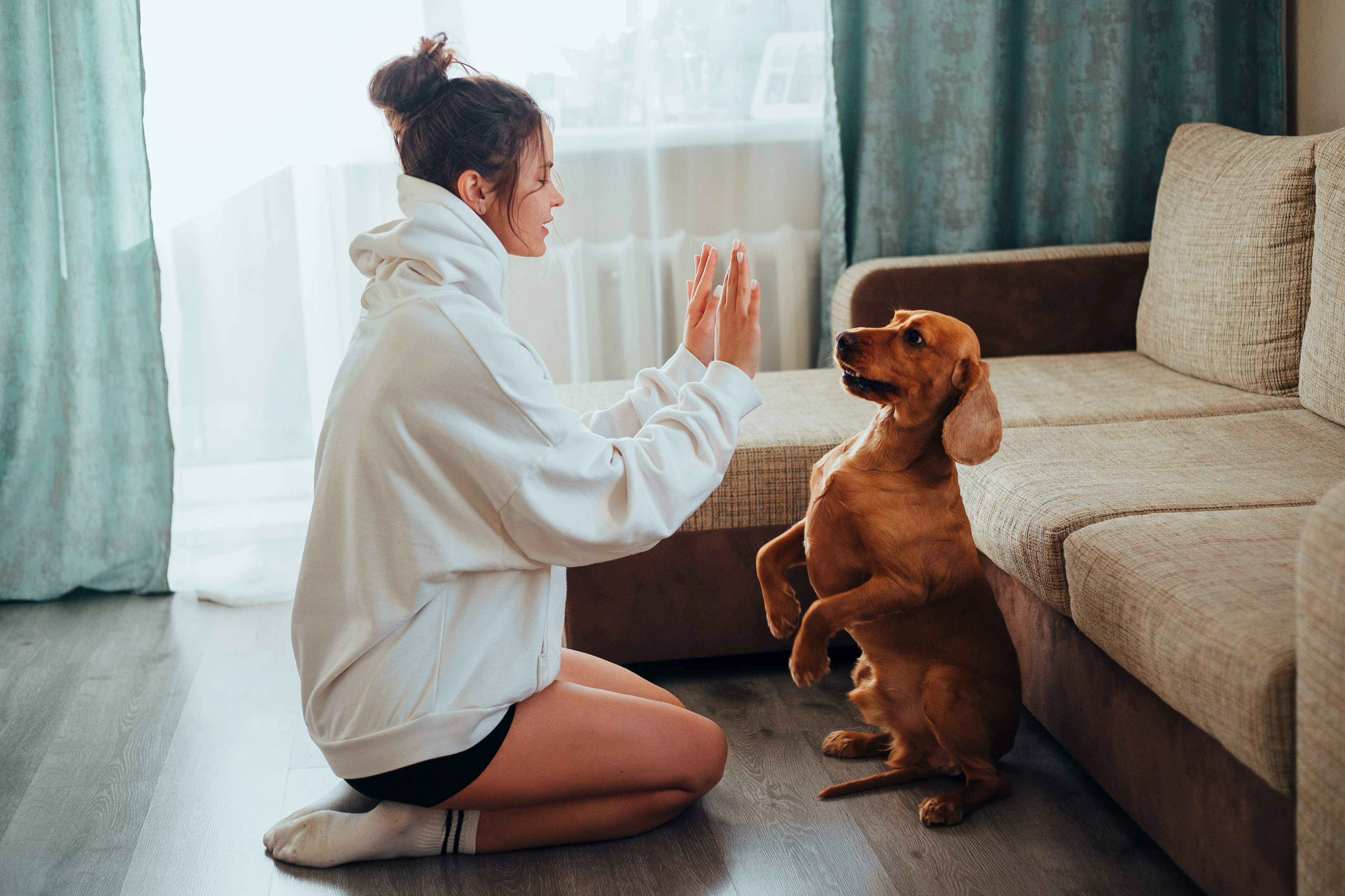¿Qué implica la nueva Ley de Protección animal para propietarios, inquilinos e inmobiliarias?