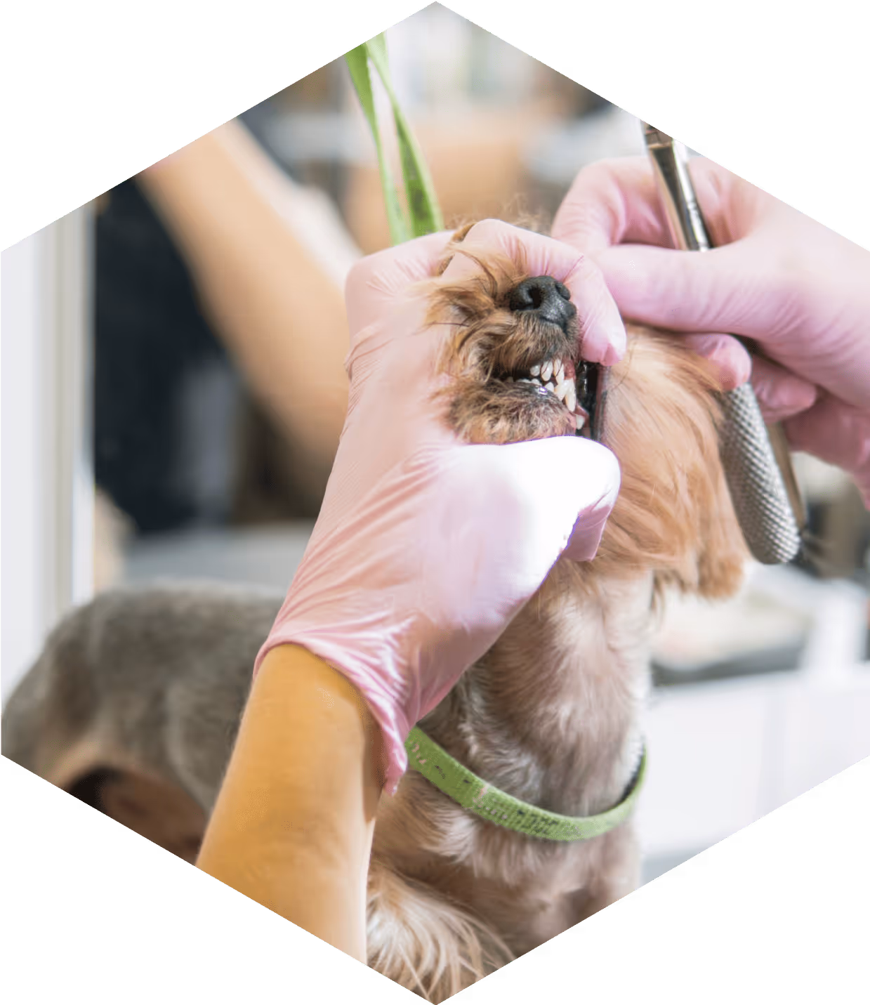 VETERINARY Dentistry