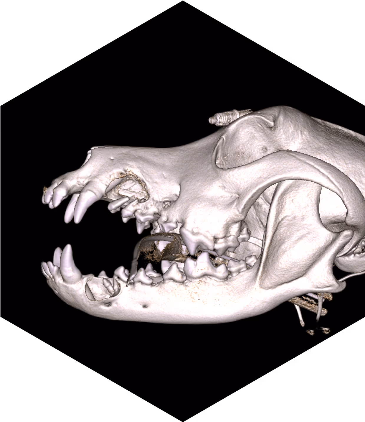 VETERINARY Diagnostic Imaging