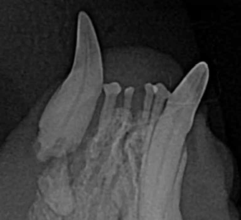Figaro Xray
