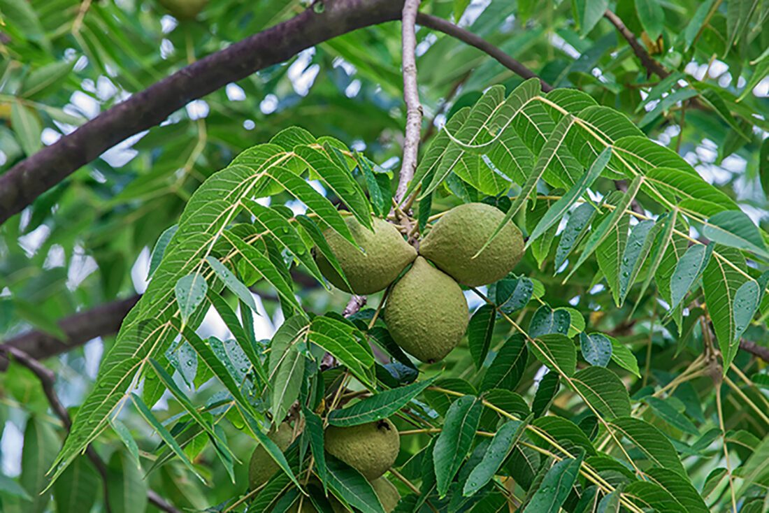 What the Best Nut Growers Know About Irrigation Timing