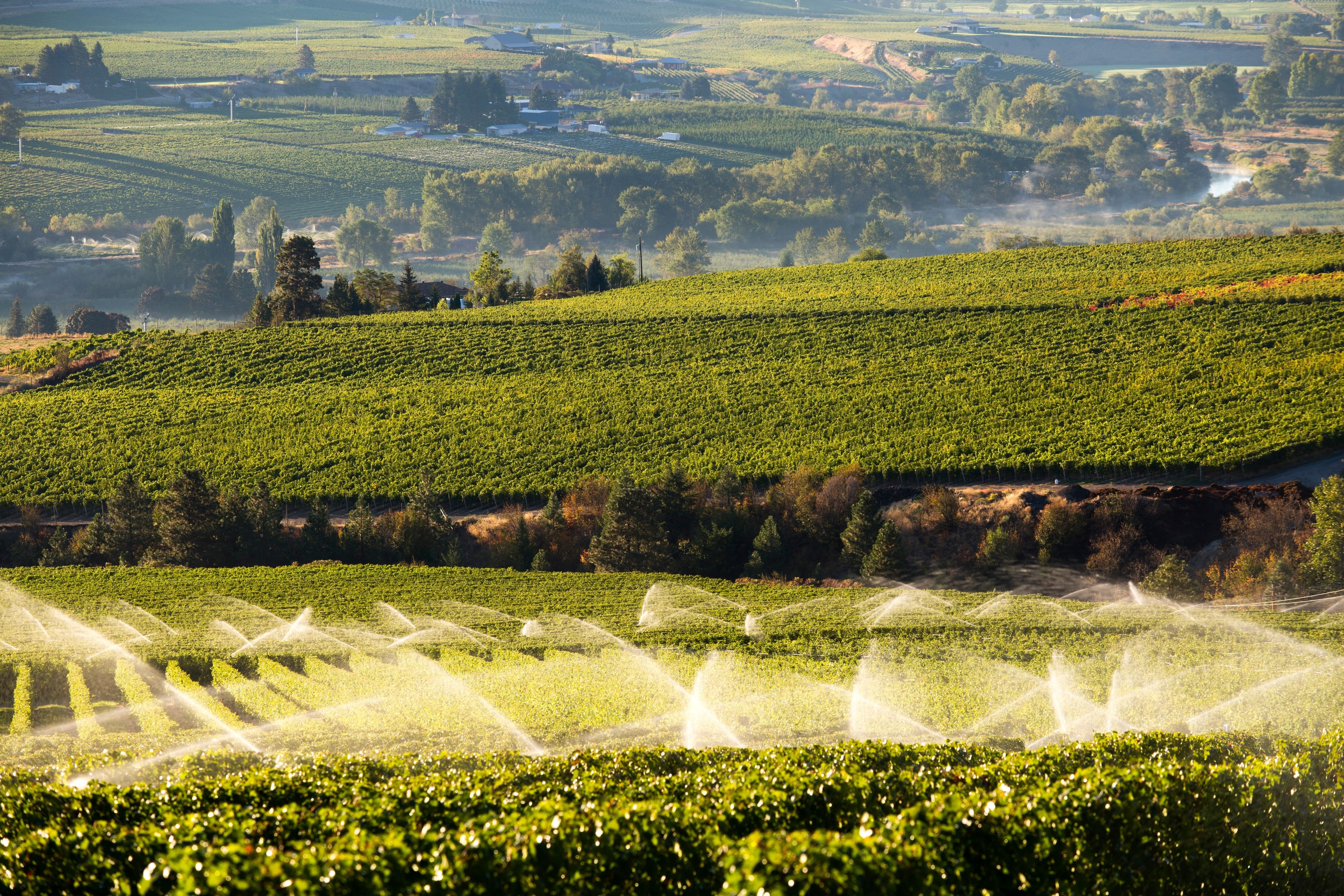 Groundwater, SGMA, and the New Reality for California Vineyards