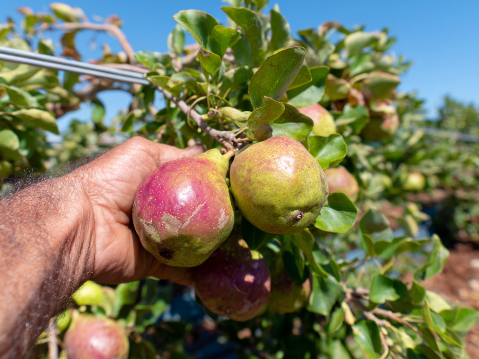 How Irrigation Automation Helps Pear Growers Save Water, Boost Yields, and Protect Fruit Quality