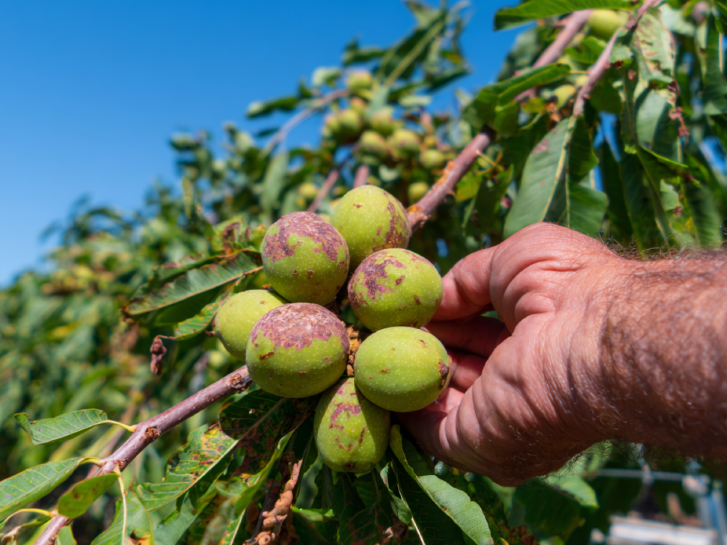 How Irrigation Automation Helps Walnut Growers Save Water, Protect Yields and Keep Orchards More Even