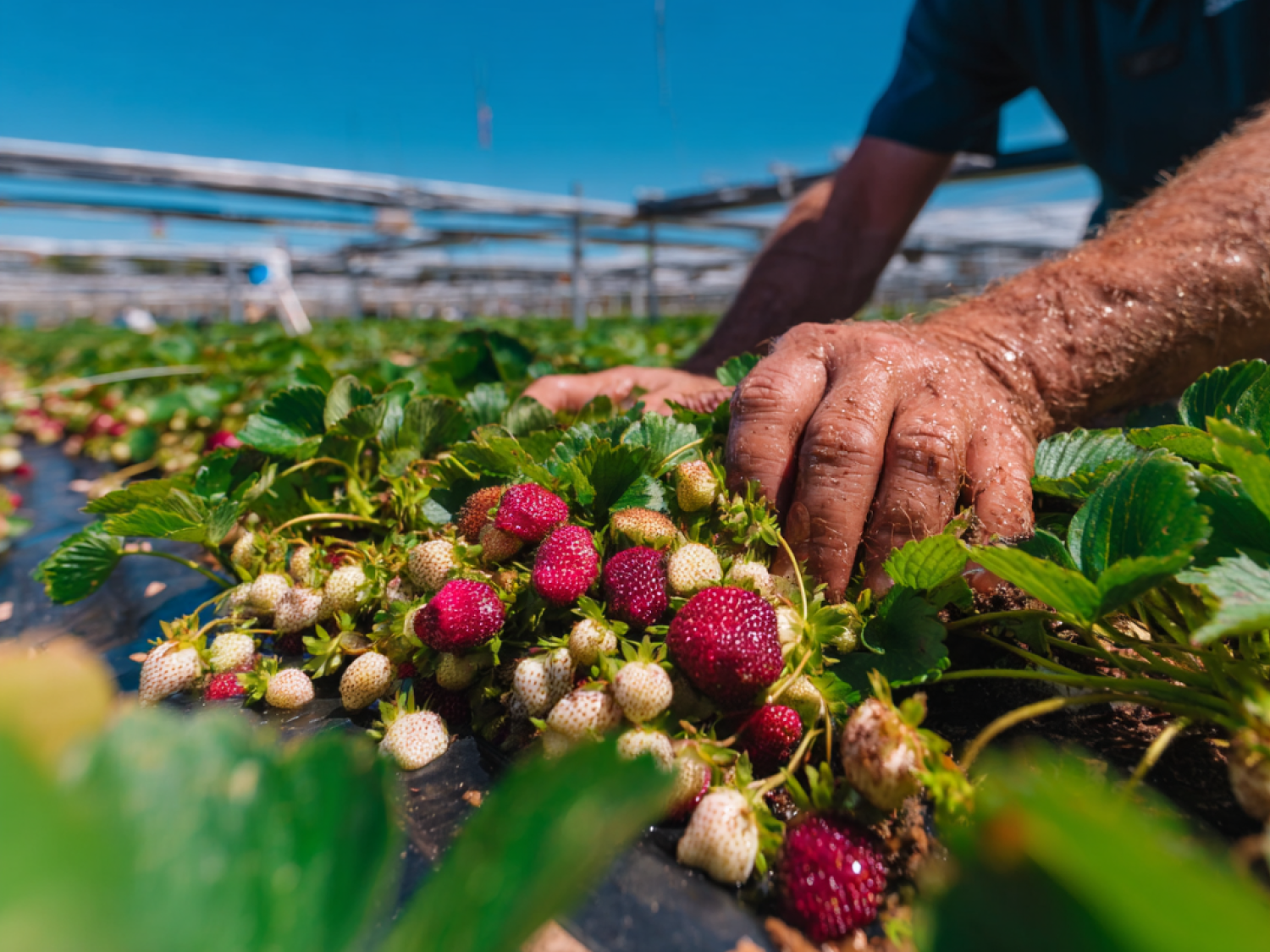 How Irrigation Automation Helps Strawberry Growers: Better Water Control, More Even Fields, and Healthier, Higher‑Quality Fruit
