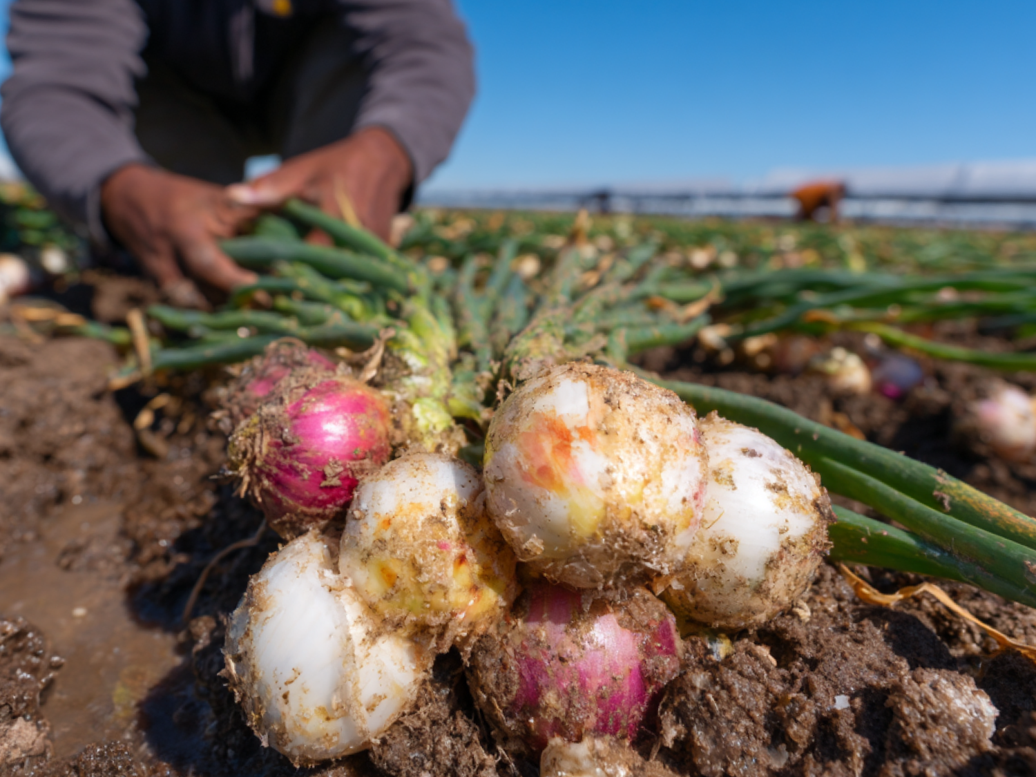 Automated Irrigation That Grows Bigger, Healthier Onions With Less Stress and Waste