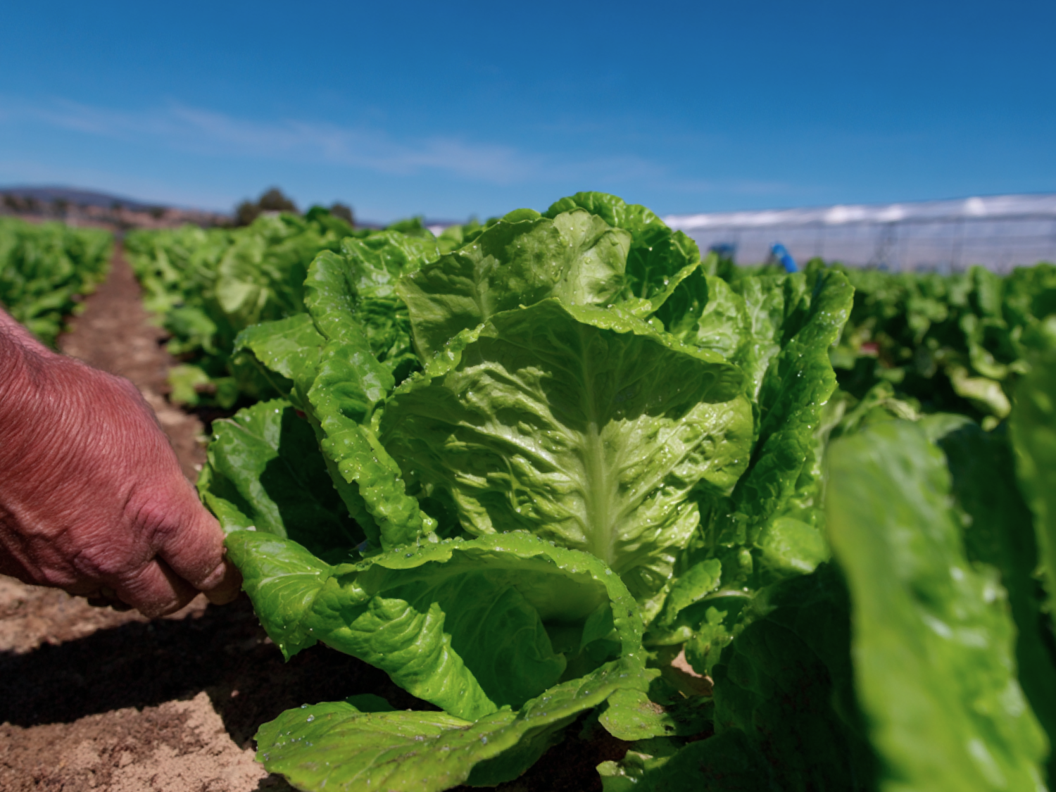 How Irrigation Automation Helps Lettuce Growers: More Even Water, Healthier Plants, Higher Marketable Yields