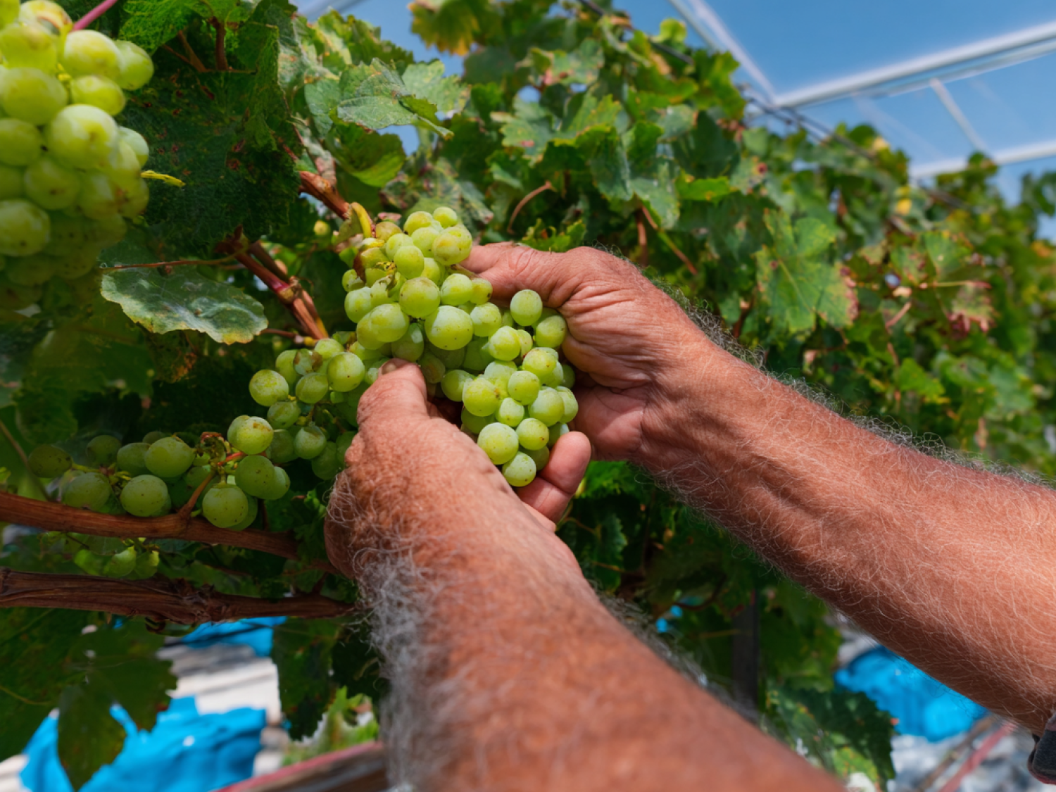Take Control of Vineyard Watering to Protect Yields, Reduce Heat Stress, and Fix Uneven Vines