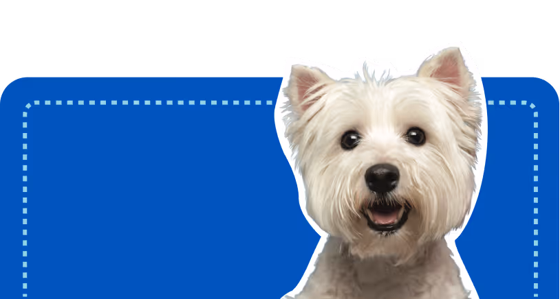 A minimalist graphic of a white Cairn Terrier on a blue background, used as a design asset for the atFrits Dog Hotel website to highlight our specialised care for all dog breeds.