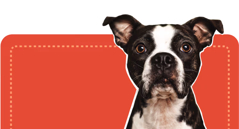A minimalist Boston Terrier dog graphic on a red background, representing the high standard of specialised care provided for all breeds at atFrits Dog Hotel Cape Town.